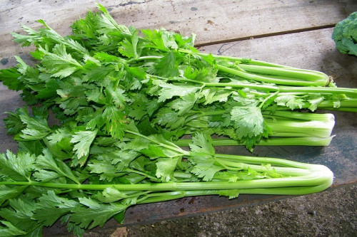 Cần tây giúp cân bằng nội tiết.