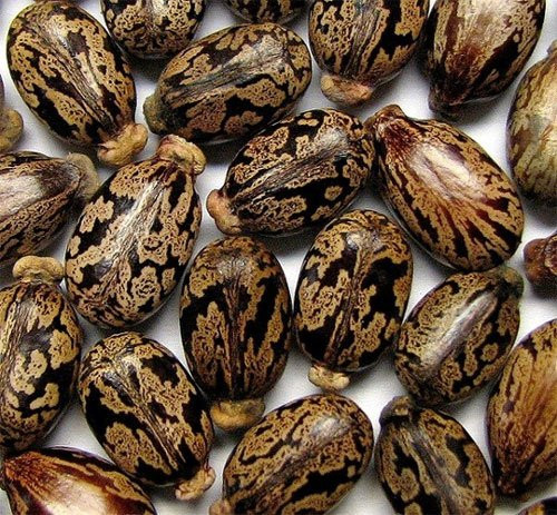 Hạt thầu dầu chứa "chất độc nguy hiểm bậc nhất hành tinh".
