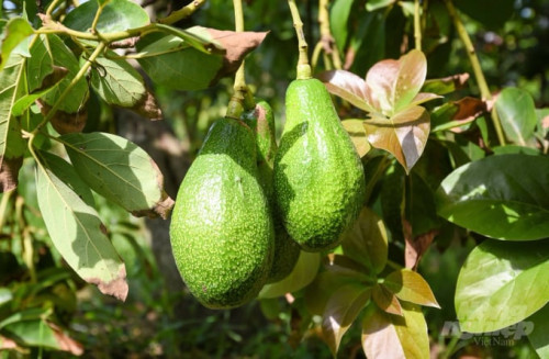 Bơ ở Đồng bằng sông Cửu Long