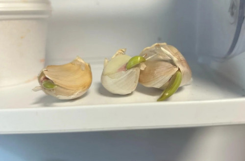 Rau mùi