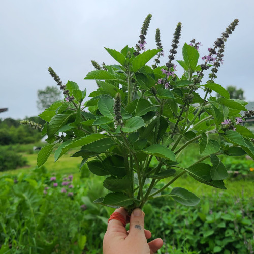 Lá hương nhu chứa nhiều dưỡng chất có lợi cho tóc.