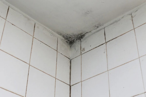 Tường nhà có nấm mốc.