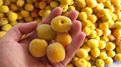 Quả mơ giúp ổn định đường huyết.