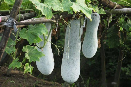 Bí đao - Ảnh 2.