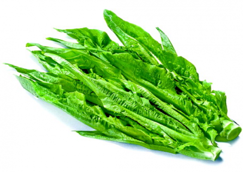 Rau diếp