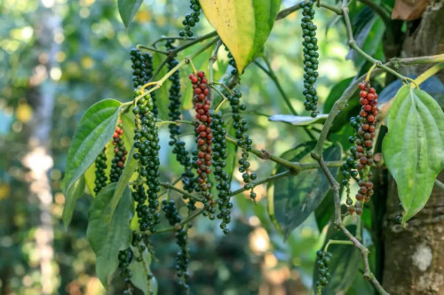 Hạt tiêu Việt Nam