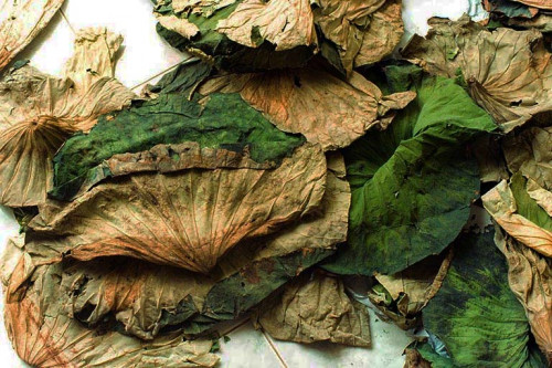 Công dụng của lá sen trong ngăn ngừa bệnh ung thư