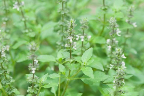 Húng quế, loài rau thơm an toàn cho sức khỏe.
