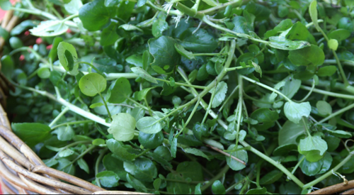 Rau cải xoong - Ảnh 1.