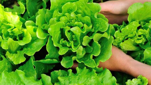 Những loại rau mùa hè dễ nhiễm ký sinh trùng- Ảnh 1.