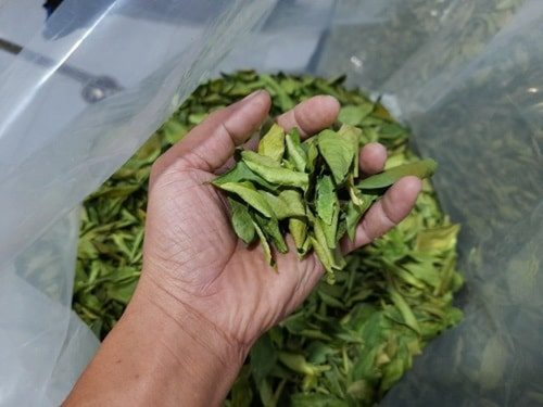 Lá chanh tươi rất tốt cho sức khỏe.