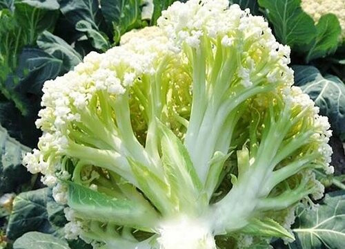 3 tạ rau quả nhiễm hóa chất độc hại bị thu giữ, tiêu hủy ở Sơn La: Cảnh báo 5 loại rau quả dễ "ngậm thuốc trừ sâu" nhất chợ- Ảnh 2.
