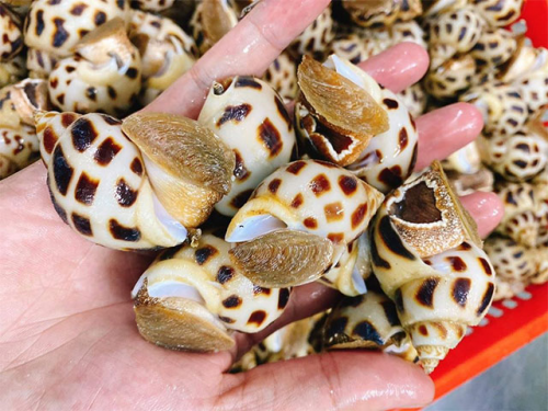 Độc hương - hải sản thơm ngon và giàu dinh dưỡng