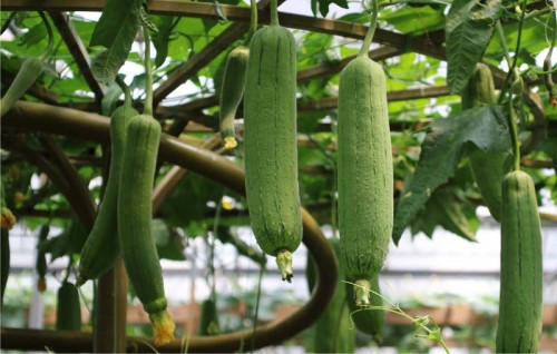 Mướp là loại quả dễ trồng và làm mát vào mùa hè.