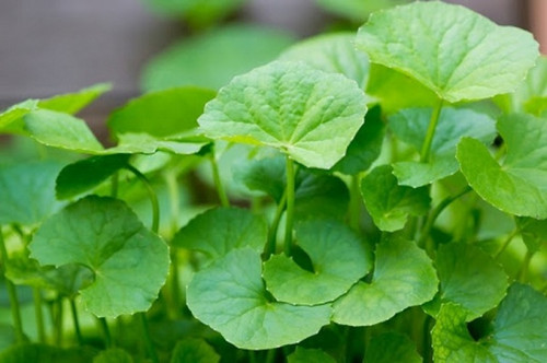 Rau má, một loại thảo dược quý giá.