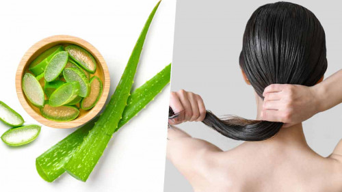 Nha đam giúp phục hồi tóc hư tổn
