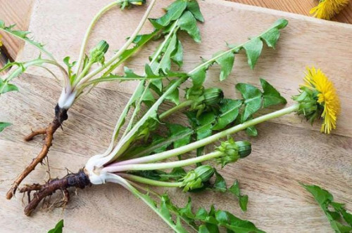 Cây dại ven đường ở Việt Nam