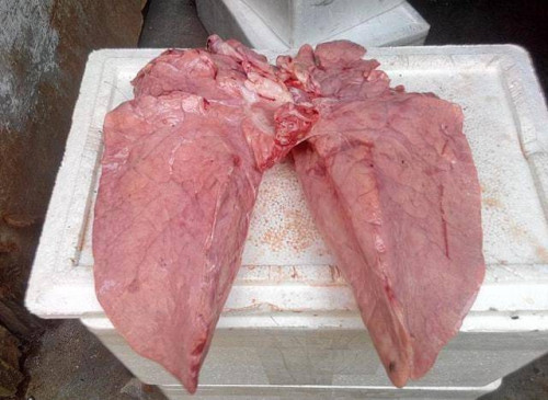 Phổi lợn không nên mua về ăn.