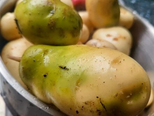 Khoai tây xanh