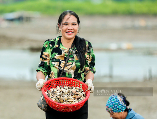 Người dân thu hoạch nghêu.