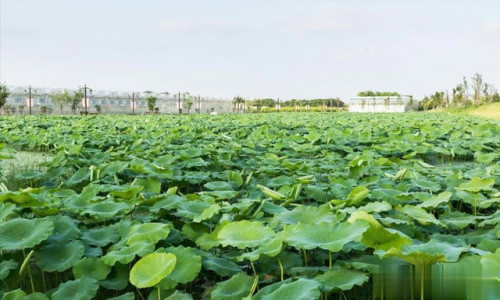 Củ sen - loại rau không cần phun thuốc trừ sâu