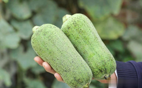 Mướp - loại rau không cần phun thuốc trừ sâu
