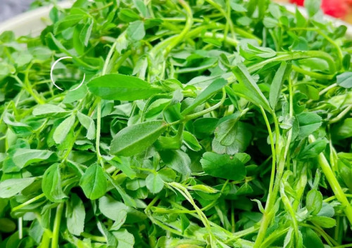 Cỏ linh lăng và lợi ích sức khỏe