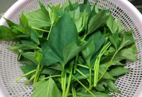 Lá khoai lang - loại rau không cần phun thuốc trừ sâu