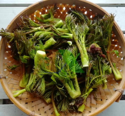 Mầm gai - loại rau quý