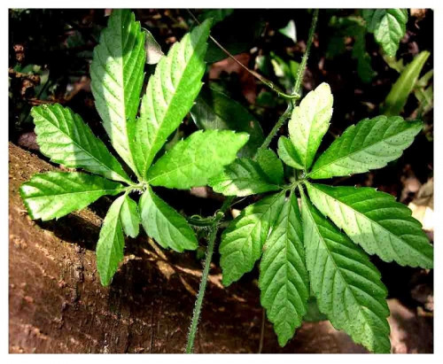 Cây giảo cổ lam