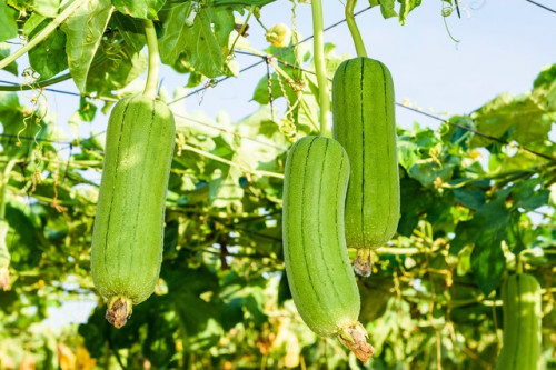Mướp, loại quả giàu chất xơ nhưng ít calo, không lo phun thuốc trừ sâu.