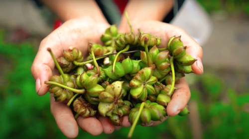 Hoa hồi giúp ổn định đường huyết, bảo vệ tim mạch, phòng ngừa ung thư.