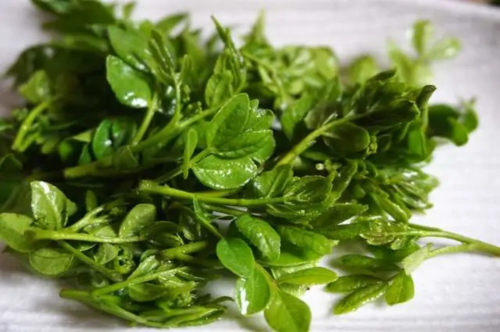 Lá xuyền tiêu