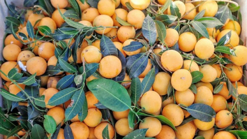 Loại quả dùng để nấu canh chua ngon hơn sấu.