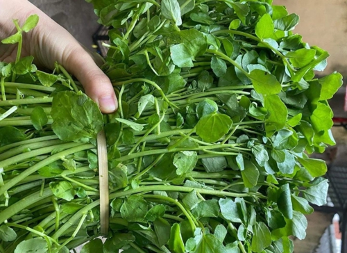 2 loại rau dễ là nơi "trú ngụ" ký sinh trùng ăn nấu, nhất là cái số 1- Ảnh 1.
