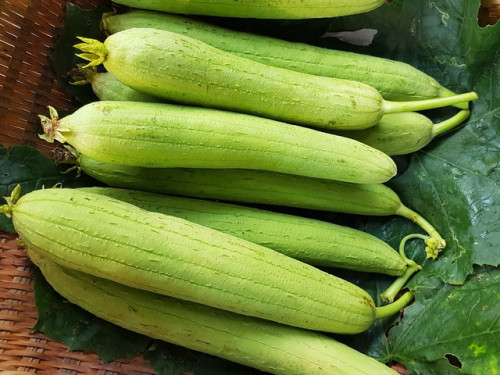 Mướp bảo vệ sức khỏe