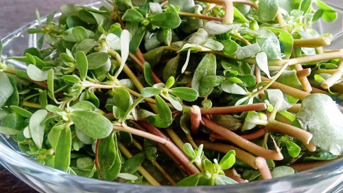Rau sam tốt cho tim mạch