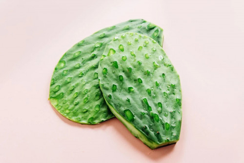 Rửa sạch xương rồng