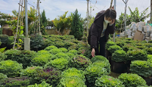 Cải xoăn trồng tại Đà Lạt.