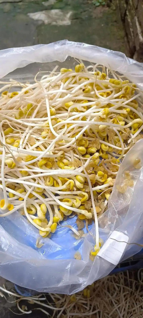 Giá đỗ