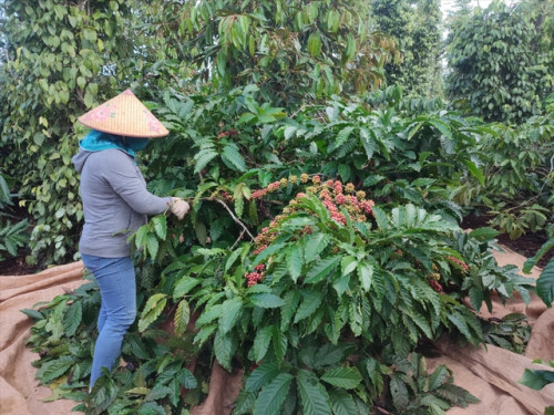 Người dân Tây Nguyên thu hoạch cà phê.