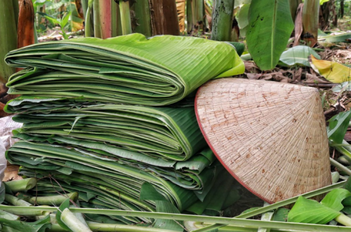 Công dụng của lá chuối trong sức khỏe