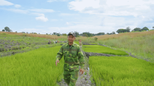 Tình hình cánh đồng tại trang trại của Quang Linh Vlogs- Ảnh 2.