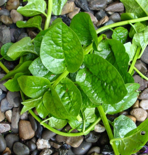 Lưu ý khi ăn rau mồng tơi