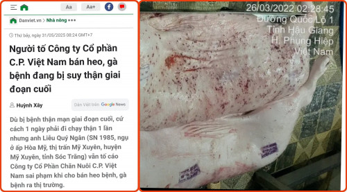 Thịt lợn bệnh làm thực ăn cho cá, chỉ cần
