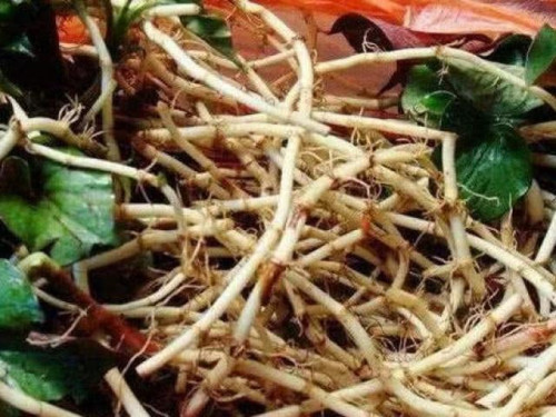 Món ngon từ rau diếp cá.