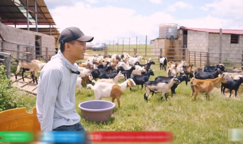 Quang Linh trong video nuôi dế.