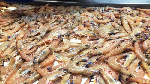 Vỏ tôm bất thường