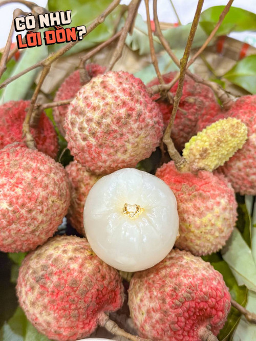 Vải trứng Hưng Yên