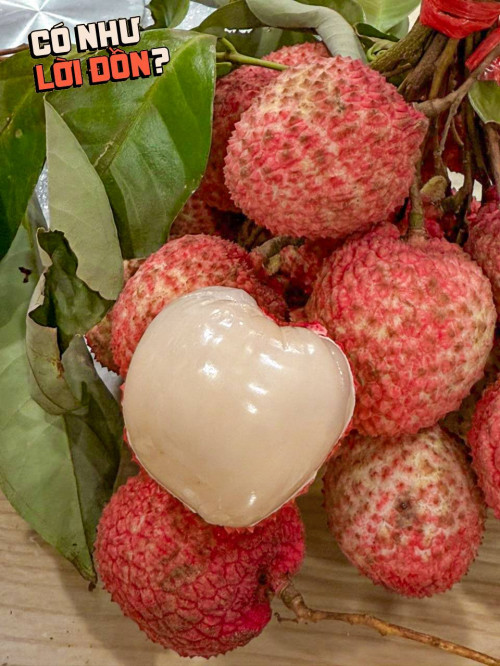 Vải trứng Hưng Yên